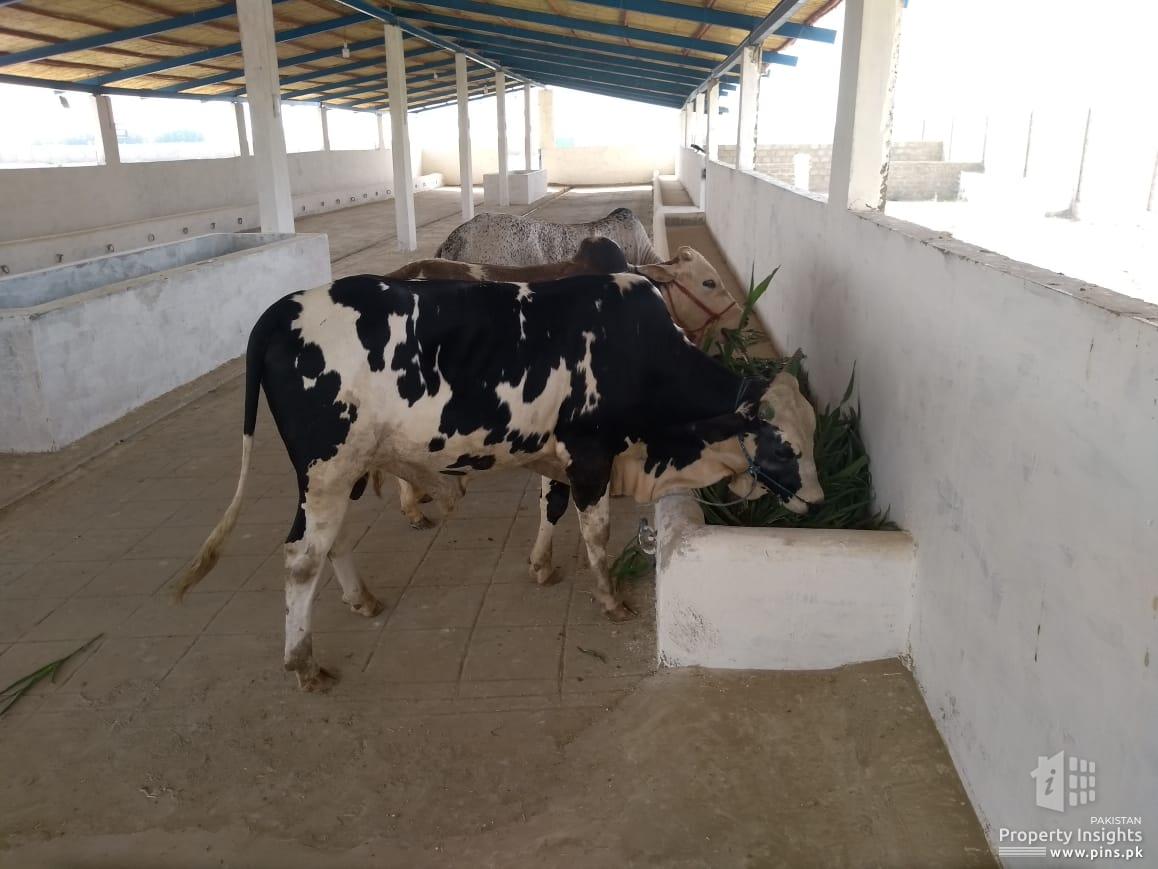 Cattle, Dairy, Qurbani, Cow, Dairy shade,livestock, Bara, Space, Farm Plot  for Rent in Karachi